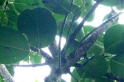 <strong>Monimiaceae - Tambourissa elliptica - (Tul.) A. DC.</strong><br />© Sarrailh Jean-Michel / CIRAD
