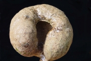 <strong>Monimiaceae - Tambourissa elliptica - (Tul.) A. DC.</strong><br />© Sarrailh Jean-Michel / CIRAD