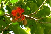<strong>Monimiaceae - Tambourissa elliptica - (Tul.) A. DC.</strong><br />© Sarrailh Jean-Michel / CIRAD