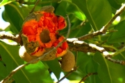 <strong>Monimiaceae - Tambourissa elliptica - (Tul.) A. DC.</strong><br />© Sarrailh Jean-Michel / CIRAD