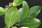 <strong>Monimiaceae - Tambourissa elliptica - (Tul.) A. DC.</strong><br />© Sarrailh Jean-Michel / CIRAD