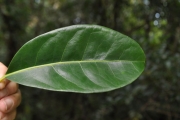 <strong>Monimiaceae - Tambourissa elliptica - (Tul.) A. DC.</strong><br />© Sarrailh Jean-Michel / CIRAD