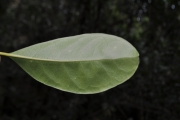 <strong>Monimiaceae - Tambourissa elliptica - (Tul.) A. DC.</strong><br />© Sarrailh Jean-Michel / CIRAD
