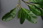 <strong>Monimiaceae - Tambourissa elliptica - (Tul.) A. DC.</strong><br />© Sarrailh Jean-Michel / CIRAD