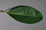 <strong>Monimiaceae - Tambourissa elliptica - (Tul.) A. DC.</strong><br />© Sarrailh Jean-Michel / CIRAD