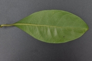 <strong>Monimiaceae - Tambourissa elliptica - (Tul.) A. DC.</strong><br />© Sarrailh Jean-Michel / CIRAD