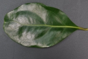 <strong>Monimiaceae - Tambourissa elliptica - (Tul.) A. DC.</strong><br />© Sarrailh Jean-Michel / CIRAD