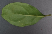 <strong>Monimiaceae - Tambourissa elliptica - (Tul.) A. DC.</strong><br />© Sarrailh Jean-Michel / CIRAD