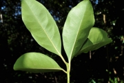<strong>Monimiaceae - Tambourissa elliptica - (Tul.) A. DC.</strong><br />© Sarrailh Jean-Michel / CIRAD