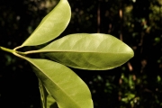<strong>Monimiaceae - Tambourissa elliptica - (Tul.) A. DC.</strong><br />© Sarrailh Jean-Michel / CIRAD