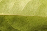 <strong>Monimiaceae - Tambourissa elliptica - (Tul.) A. DC.</strong><br />© Sarrailh Jean-Michel / CIRAD