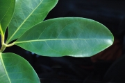 <strong>Monimiaceae - Tambourissa elliptica - (Tul.) A. DC.</strong><br />© Sarrailh Jean-Michel / CIRAD