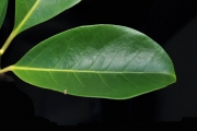 <strong>Monimiaceae - Tambourissa elliptica - (Tul.) A. DC.</strong><br />© Sarrailh Jean-Michel / CIRAD