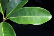 <strong>Monimiaceae - Tambourissa elliptica - (Tul.) A. DC.</strong><br />© Sarrailh Jean-Michel / CIRAD