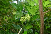 <strong>Rutaceae - Toddalia asiatica - (L.) Lam.</strong><br />© Sarrailh Jean-Michel / CIRAD