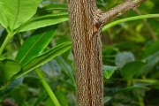 <strong>Rutaceae - Toddalia asiatica - (L.) Lam.</strong><br />© Sarrailh Jean-Michel / CIRAD