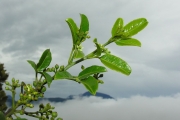 <strong>Rutaceae - Toddalia asiatica - (L.) Lam.</strong><br />© Sarrailh Jean-Michel / CIRAD