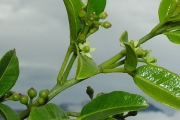 <strong>Rutaceae - Toddalia asiatica - (L.) Lam.</strong><br />© Sarrailh Jean-Michel / CIRAD