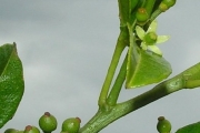 <strong>Rutaceae - Toddalia asiatica - (L.) Lam.</strong><br />© Sarrailh Jean-Michel / CIRAD