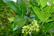 <strong>Rutaceae - Toddalia asiatica - (L.) Lam.</strong><br />© Sarrailh Jean-Michel / CIRAD