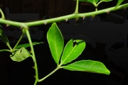 <strong>Rutaceae - Toddalia asiatica - (L.) Lam.</strong><br />© Sarrailh Jean-Michel / CIRAD