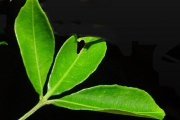 <strong>Rutaceae - Toddalia asiatica - (L.) Lam.</strong><br />© Sarrailh Jean-Michel / CIRAD