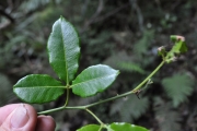 <strong>Rutaceae - Toddalia asiatica - (L.) Lam.</strong><br />© Sarrailh Jean-Michel / CIRAD