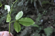 <strong>Rutaceae - Toddalia asiatica - (L.) Lam.</strong><br />© Sarrailh Jean-Michel / CIRAD