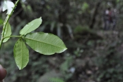 <strong>Rutaceae - Toddalia asiatica - (L.) Lam.</strong><br />© Sarrailh Jean-Michel / CIRAD