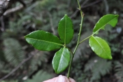 <strong>Rutaceae - Toddalia asiatica - (L.) Lam.</strong><br />© Sarrailh Jean-Michel / CIRAD