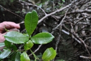 <strong>Rutaceae - Toddalia asiatica - (L.) Lam.</strong><br />© Sarrailh Jean-Michel / CIRAD