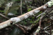 <strong>Rutaceae - Toddalia asiatica - (L.) Lam.</strong><br />© Sarrailh Jean-Michel / CIRAD
