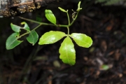 <strong>Rutaceae - Toddalia asiatica - (L.) Lam.</strong><br />© Sarrailh Jean-Michel / CIRAD