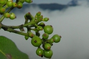 <strong>Rutaceae - Toddalia asiatica - (L.) Lam.</strong><br />© Sarrailh Jean-Michel / CIRAD