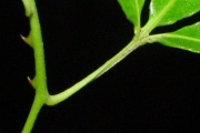 <strong>Rutaceae - Toddalia asiatica - (L.) Lam.</strong><br />© Sarrailh Jean-Michel / CIRAD