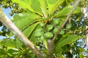 <strong>Combretaceae - Terminalia bentzoë - (L.) L.f.</strong><br />© Sarrailh Jean-Michel / CIRAD