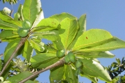 <strong>Combretaceae - Terminalia bentzoë - (L.) L.f.</strong><br />© Sarrailh Jean-Michel / CIRAD