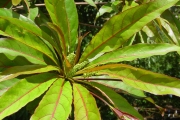 <strong>Combretaceae - Terminalia bentzoë - (L.) L.f.</strong><br />© Sarrailh Jean-Michel / CIRAD