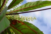 <strong>Combretaceae - Terminalia bentzoë - (L.) L.f.</strong><br />© Sarrailh Jean-Michel / CIRAD