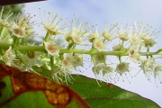 <strong>Combretaceae - Terminalia bentzoë - (L.) L.f.</strong><br />© Sarrailh Jean-Michel / CIRAD