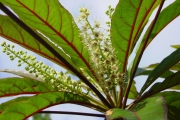 <strong>Combretaceae - Terminalia bentzoë - (L.) L.f.</strong><br />© Sarrailh Jean-Michel / CIRAD