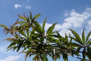 <strong>Combretaceae - Terminalia bentzoë - (L.) L.f.</strong><br />© Sarrailh Jean-Michel / CIRAD