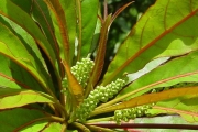 <strong>Combretaceae - Terminalia bentzoë - (L.) L.f.</strong><br />© Sarrailh Jean-Michel / CIRAD