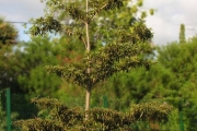 <strong>Combretaceae - Terminalia bentzoë - (L.) L.f.</strong><br />© Sarrailh Jean-Michel / CIRAD