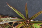 <strong>Combretaceae - Terminalia bentzoë - (L.) L.f.</strong><br />© Sarrailh Jean-Michel / CIRAD
