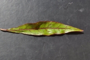 <strong>Combretaceae - Terminalia bentzoë - (L.) L.f.</strong><br />© Sarrailh Jean-Michel / CIRAD