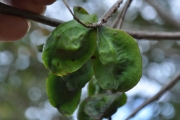 <strong>Combretaceae - Terminalia bentzoë - (L.) L.f.</strong><br />© Sarrailh Jean-Michel / CIRAD