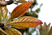 <strong>Combretaceae - Terminalia bentzoë - (L.) L.f.</strong><br />© Sarrailh Jean-Michel / CIRAD
