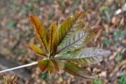 <strong>Combretaceae - Terminalia bentzoë - (L.) L.f.</strong><br />© Sarrailh Jean-Michel / CIRAD