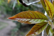 <strong>Combretaceae - Terminalia bentzoë - (L.) L.f.</strong><br />© Sarrailh Jean-Michel / CIRAD